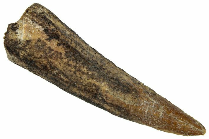Bargain, Fossil Spinosaurus Tooth - Real Dinosaur Tooth #324880